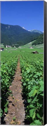 Framed Path In A Vineyard, Valais, Switzerland Print