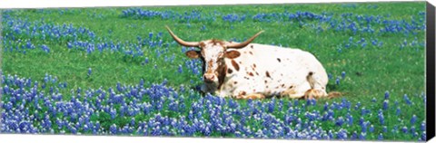 Framed Texas Longhorn Cow Sitting On A Field, Hill County, Texas, USA Print