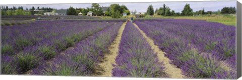 Framed Field of lavender, Jardin Du Soleil, Sequim, Clallam County, Washington State, USA Print