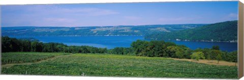 Framed High angle view of a vineyard near a lake, Keuka Lake, Finger Lakes, New York State, USA Print