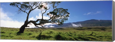 Framed Koa Tree On A Landscape, Mauna Kea, Big Island, Hawaii, USA Print