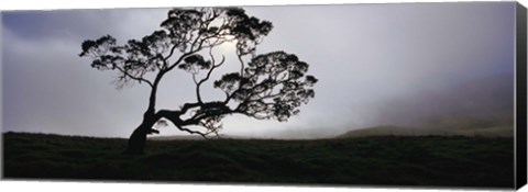 Framed Silhouette Of A Koa Tree, Mauna Kea, Kamuela, Big Island, Hawaii, USA Print