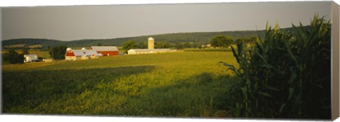 Framed Crop in a field, Frederick County, Virginia, USA Print