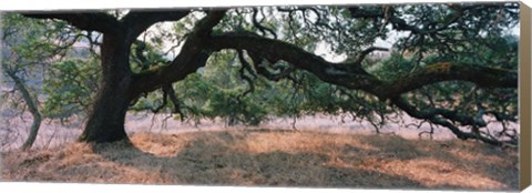 Framed Oak tree on a field, Sonoma County, California, USA Print