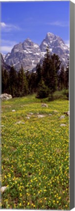 Framed Glacier lilies on a field, North Folk Cascade Canyon, Grand Teton National Park, Wyoming, USA Print