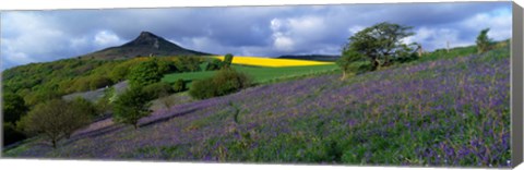 Framed Bluebell Flowers In A Field, Cleveland, North Yorkshire, England, United Kingdom Print