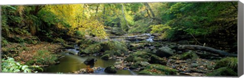 Framed Stream Flowing Through Forest, Eller Beck, England, United Kingdom Print