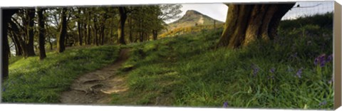 Framed Path Running Through A Forest, Newton Wood, Yorkshire, England, United Kingdom Print