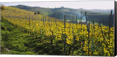 Framed Panoramic view of vineyards, Peidmont, Italy Print