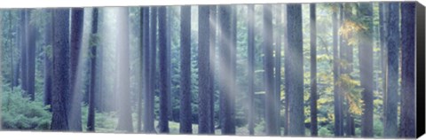 Framed Sunlight passing through trees in the forest, South Bohemia, Czech Republic Print