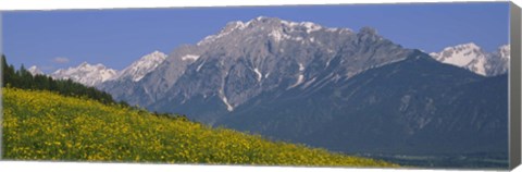 Framed High angle view of flowers on a landscape, Tirol, Austria Print