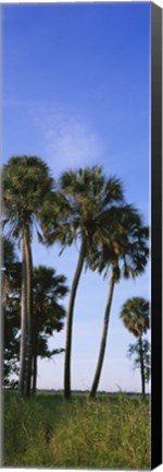 Framed Palm trees on a landscape, Myakka River State Park, Sarasota, Florida, USA Print