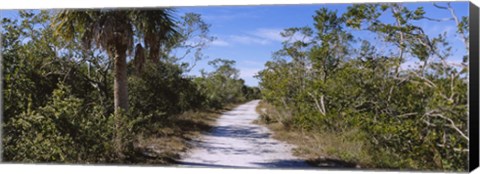 Framed Dirt road passing through a forest, Indigo Trail, J.N. Ding Darling National Wildlife Refuge, Sanibel Island, Florida, USA Print