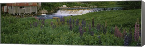 Framed Lupine flowers in a field, Petite River, Nova Scotia, Canada Print