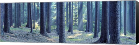 Framed Trees in a forest, South Bohemia, Czech Republic Print