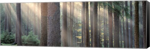 Framed Sunlight shining through trees in a forest, South Bohemia, Czech Republic Print