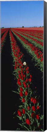 Framed Field of red tulip flowers Print