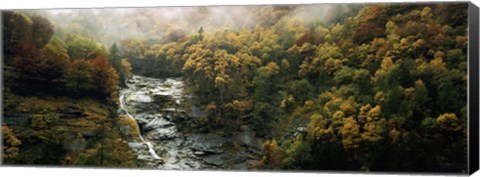 Framed High angle view of trees in a forest, Simplon Pass, Switzerland Print