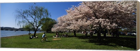 Framed Group of people in a garden, Cherry Blossom, Washington DC, USA Print