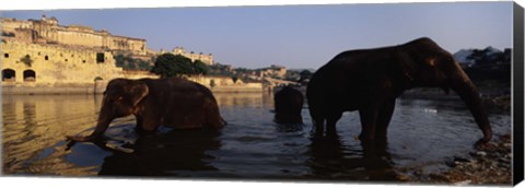 Framed Three elephants in the river, Amber Fort, Jaipur, Rajasthan, India Print