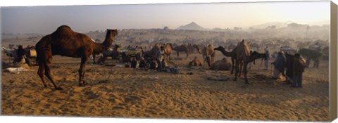 Framed Camels in a fair, Pushkar Camel Fair, Pushkar, Rajasthan, India Print