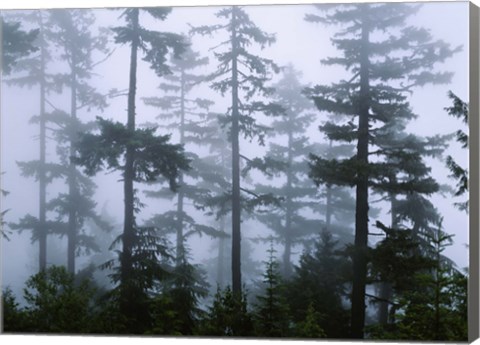 Framed Silhouette of trees with fog, Douglas Fir, Hemlock Tree, Olympic Mountains, Olympic National Park, Washington State, USA Print