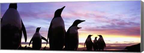 Framed Silhouette of a group of Gentoo penguins, Falkland Islands (Pygoscelis papua) Print