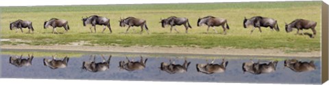 Framed Herd of wildebeests walking in a row along a river, Ngorongoro Crater, Ngorongoro Conservation Area, Tanzania Print