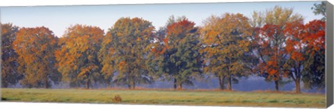 Framed Trees in a garden, South Bohemia, Czech Republic Print