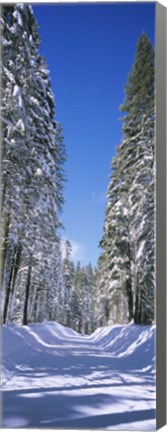 Framed Trees on both sides of a snow covered road, Crane Flat, Yosemite National Park, California (vertical) Print