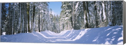 Framed Trees in a row on both sides of a snow covered road, Crane Flat, Yosemite National Park, California, USA Print