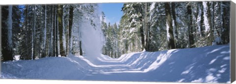 Framed Trees on both sides of a snow covered road, Crane Flat, Yosemite National Park, California (horizontal) Print