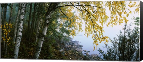 Framed Birch trees in a forest, Puumala, Finland Print