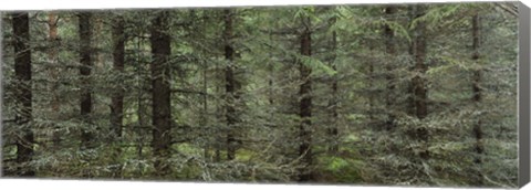 Framed Trees in a forest, Spruce Forest, Joutseno, Finland Print