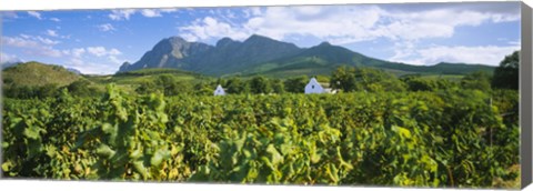 Framed Babylons Torren Wine Estates, Paarl, Western Cape, Cape Town, South Africa Print