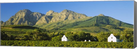 Framed Vineyard in front of mountains, Babylons Torren Wine Estates, Paarl, Western Cape, Cape Town, South Africa Print