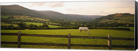 Framed Horse in a field, Enniskerry, County Wicklow, Republic Of Ireland Print