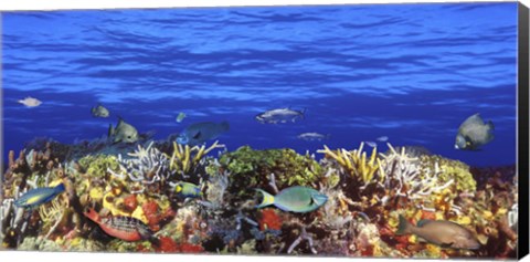 Framed Fish swimming near a Coral Reef Print