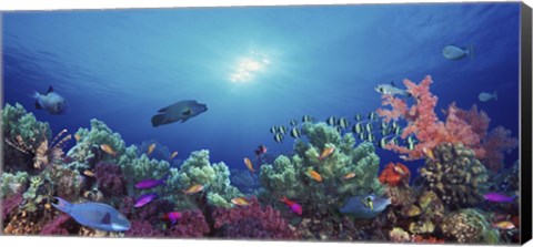 Framed School of fish swimming near a reef, Indo-Pacific Ocean Print