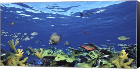 Framed School of fish swimming in the sea, Digital Composite Print