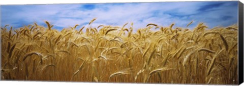 Framed Wheat crop growing in a field, Palouse Country, Washington State Print