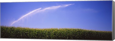 Framed Water being sprayed on a corn field, Washington State, USA Print