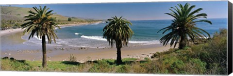 Framed High angle view of palm trees on the beach, Refugio State Beach, Santa Barbara, California, USA Print