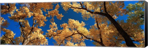 Framed Low angle view of cottonwood tree, Canyon De Chelly, Arizona, USA Print