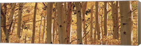 Framed Aspen trees in Autumn, Rock Creek Lake, California Print