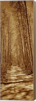 Framed Trees along a road, Log Cabin Gold Mine, Eastern Sierra, Californian Sierra Nevada, California, USA Print