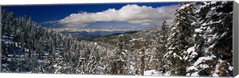 Framed Snow covered pine trees in a forest with a lake in the background, Lake Tahoe, California, USA Print