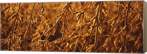 Framed Close-up of ripe soybeans, Minnesota, USA Print