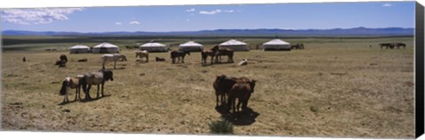 Framed Group of horses and yurts in a field, Independent Mongolia Print