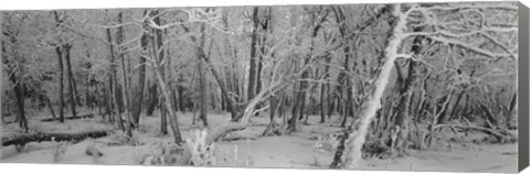 Framed Snow Covered Trees in Alberta, Canada Print